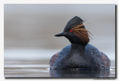 Geoorde Fuut - Black-necked Grebe 2017