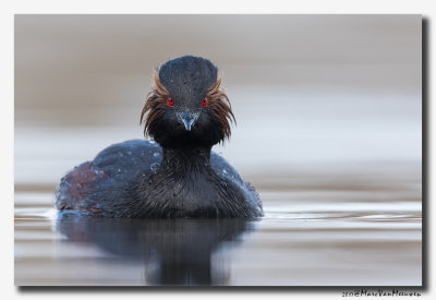 Geoorde Fuut - Black-necked Grebe 2017