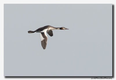 Fuut - Great Crested Grebe 20170313