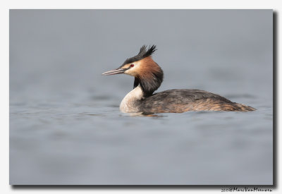 Fuut - Great Crested Grebe 20170324