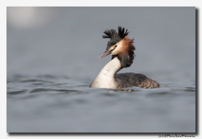 Fuut - Great Crested Grebe 20170324