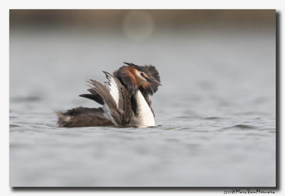 Fuut - Great Crested Grebe 20170324