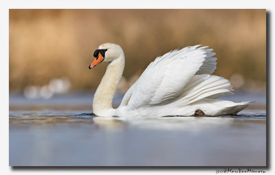 Knobbelzwaan - Mute Swan