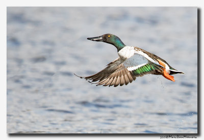 Slobeend - Northern Shoveler 2017