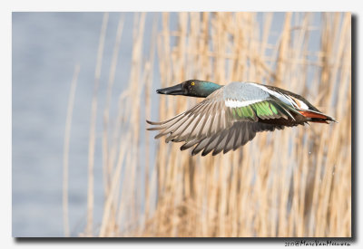 Slobeend - Northern Shoveler 2017
