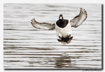 Kuifeend - Tufted Duck 2017