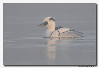 Nonnetje - Smew 2017
