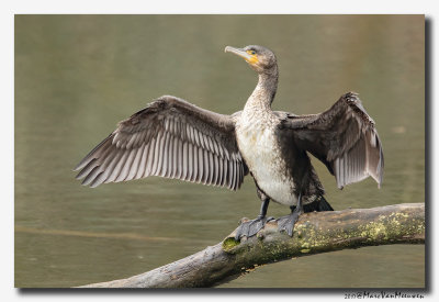 Aalscholver - Great Cormorant 2017