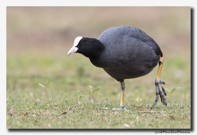 Meerkoet - Coot 