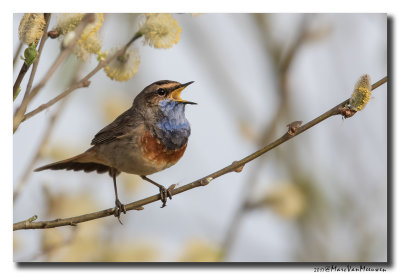 Blauwborst - Bluethroat 2017