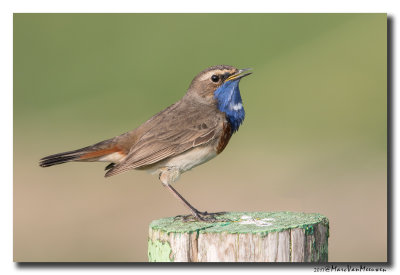 Blauwborst - Bluethroat 2017