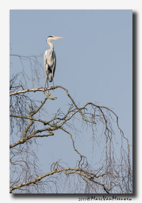 Blauwe Reiger - Grey Heron 2017