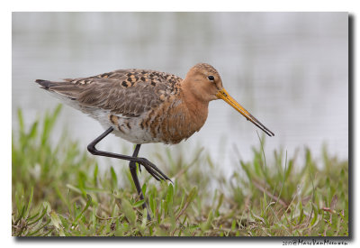 Grutto - Black-tailed Godwit 2017