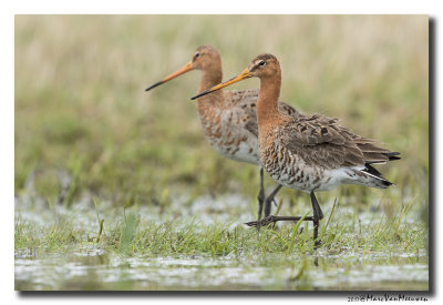 Grutto - Black-tailed Godwit 2017