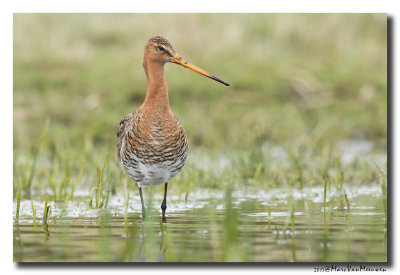 Grutto - Black-tailed Godwit 2017
