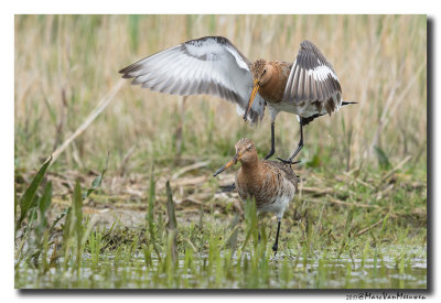 Grutto - Black-tailed Godwit 2017