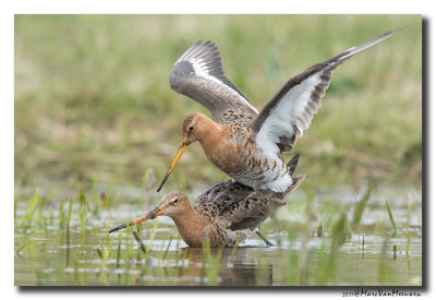 Grutto - Black-tailed Godwit 2017