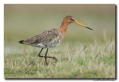 Grutto - Black-tailed Godwit 2017