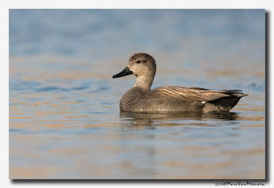 Krakeend - Gadwall 2017