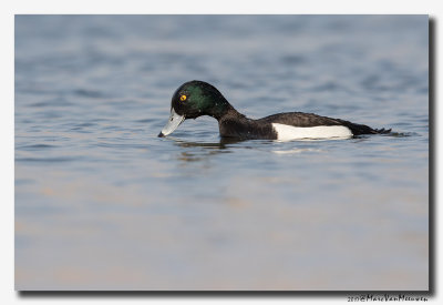 Kuifeend - Tufted Duck 2017