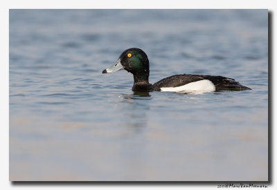 Kuifeend - Tufted Duck 2017