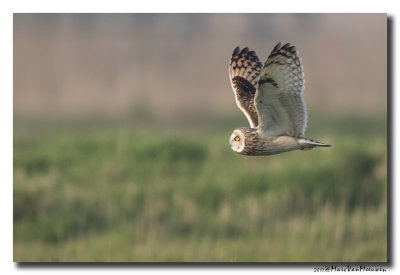 Velduil - Short-eared Owl 2017