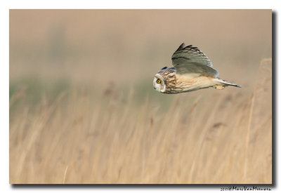 Velduil - Short-eared Owl 2017