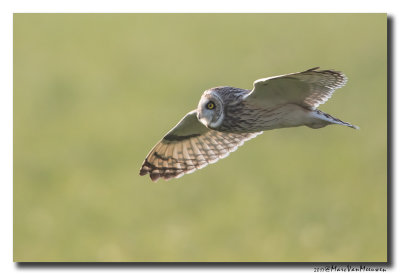 Velduil - Short-eared Owl 2017