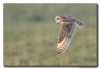 Velduil - Short-eared Owl 2017