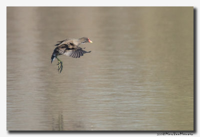 Waterhoen - Moorhen 2017