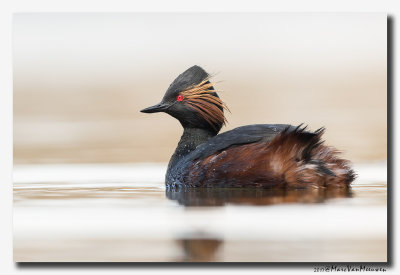 Geoorde Fuut - Black-necked Grebe 2017