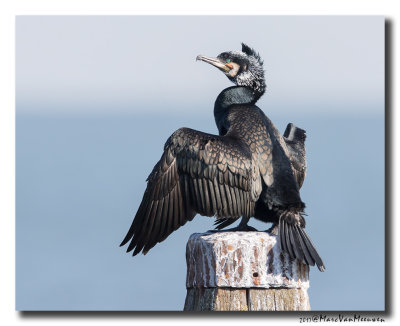 Aalscholver - Great Cormorant 2017