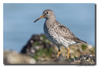 Paarse Strandloper - Purple Sandpiper  20170419