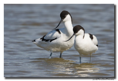 Kluut- Pied Avocet 2017