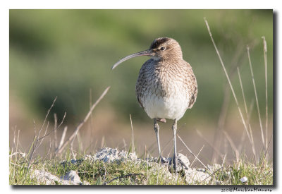 Regenwulp - Whimbrel 20170419