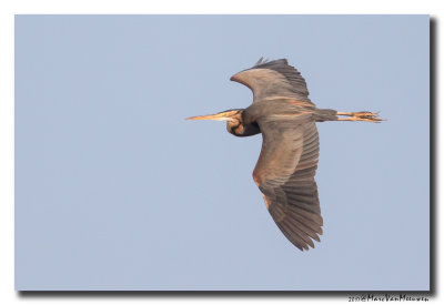 Purperreiger - Purple Heron 20170414