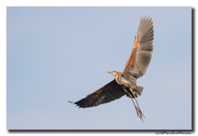 Purperreiger - Purple Heron 20170414
