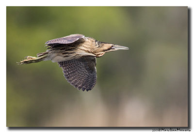 Roerdomp - Great Bittern