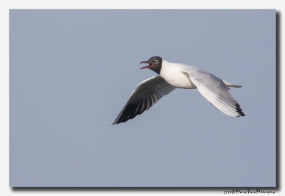Kokmeeuw - Black-headed Gull 20170310