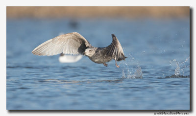 Zilvermeeuw - Herring Gull 2017