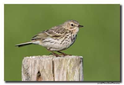 Graspieper - Meadow Pipit 20170419