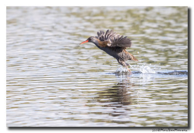 Waterral - Water Rail 2017