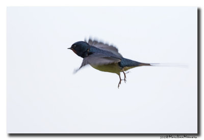 Boerenzwaluw - Barn Swallow 20150504