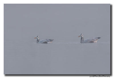 Indische Gans - Bar-headed Goose 20170411