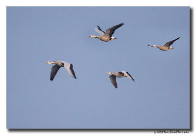 Indische Gans - Bar-headed Goose 20170411