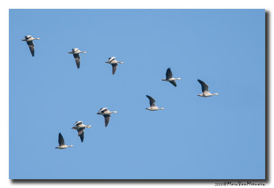 Indische Gans - Bar-headed Goose 20080914