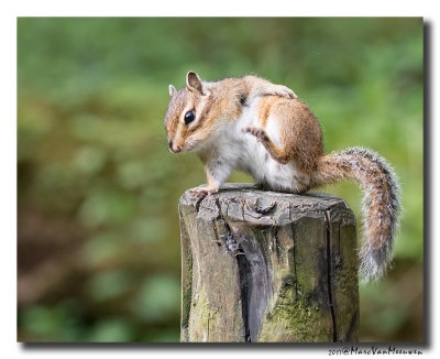 Siberische grondeekhoorn - Siberian Chipmunk 20170502