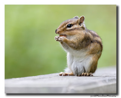 Siberische grondeekhoorn - Siberian Chipmunk 20170502