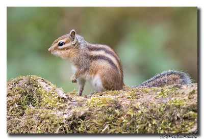 Siberische grondeekhoorn - Siberian Chipmunk 20170502