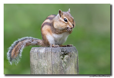 Siberische grondeekhoorn - Siberian Chipmunk 20170502
